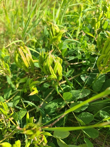 Wild Liquorice