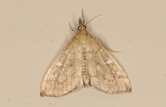 Udea hyalistis