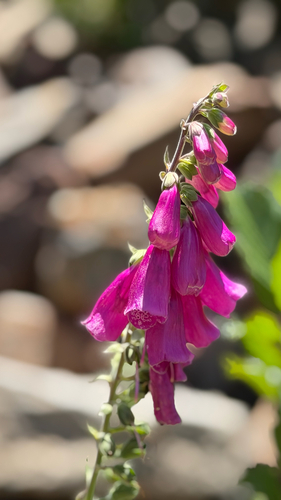 purple foxglove