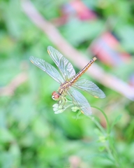 Brachythemis contaminata