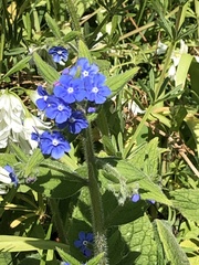 Pentaglottis sempervirens