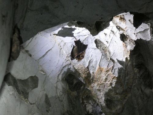 Hipposideros galeritus observed 2025-02-22