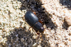 Notibius puberulus
