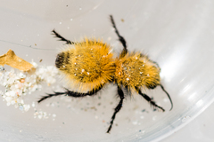Dasymutilla arenivaga