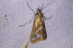 Noctueliopsis aridalis
