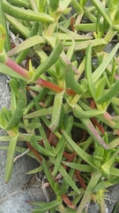 Carpobrotus deliciosus