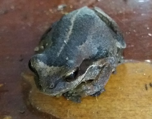 Southern Brown Tree Frog
