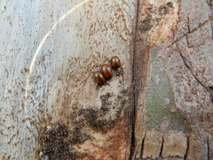 Plagiodera erythroptera
