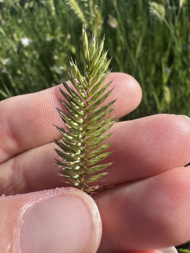 Crested Wheatgrass