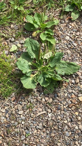 greater plantain