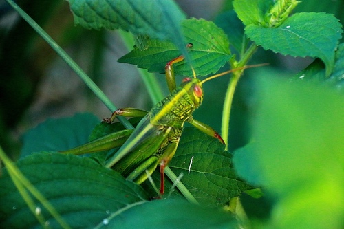 Large Green Grasshopper