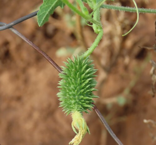 Cucumis africanus, photograph 5