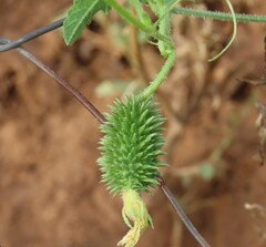 Cucumis africanus, photograph author not stated, no rights reserved