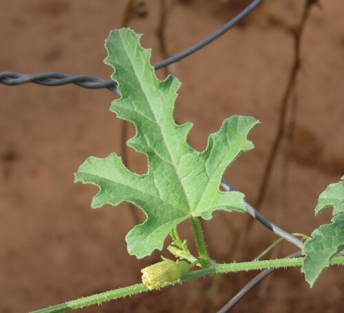 Cucumis africanus, photograph 4