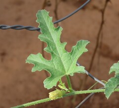 Cucumis africanus, photograph author not stated, no rights reserved