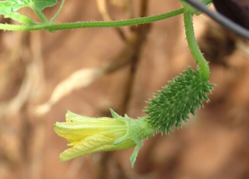 Cucumis africanus, photograph 3