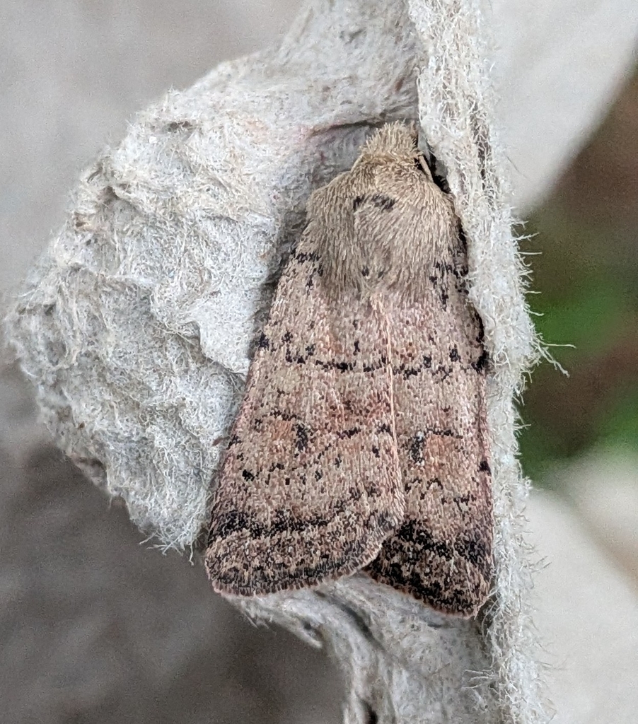 Alder Quaker