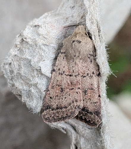 Alder Quaker