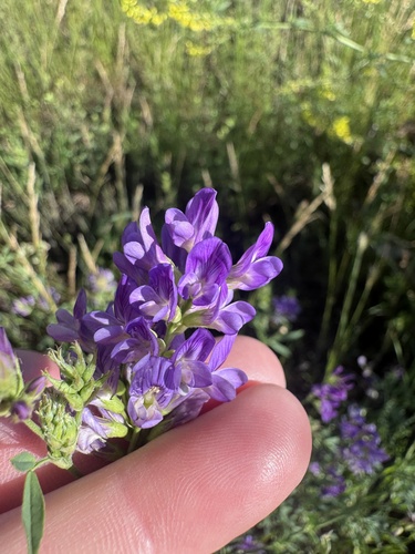 Alfalfa