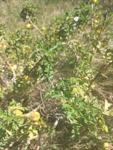 Solanum linnaeanum