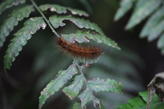 Amsactoides solitaria
