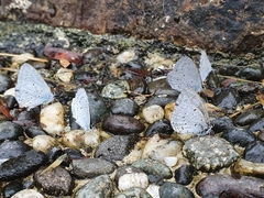 Celastrina lavendularis himilcon