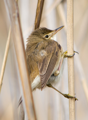 Acrocephalus scirpaceus