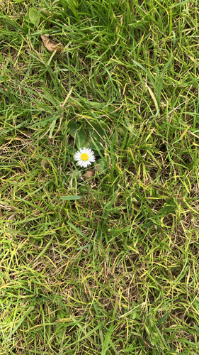 Lawn daisy