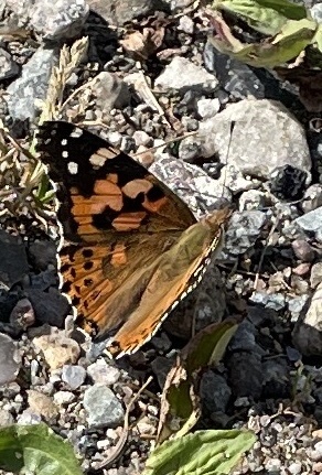 Painted Lady