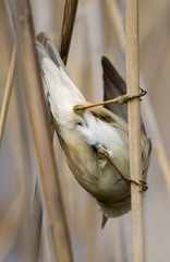 Acrocephalus scirpaceus