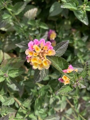 Lantana