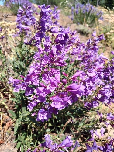 Penstemon venustus, photograph 5
