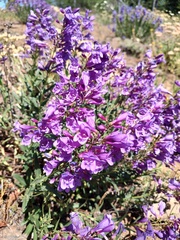 Penstemon venustus, photograph author not stated, no rights reserved