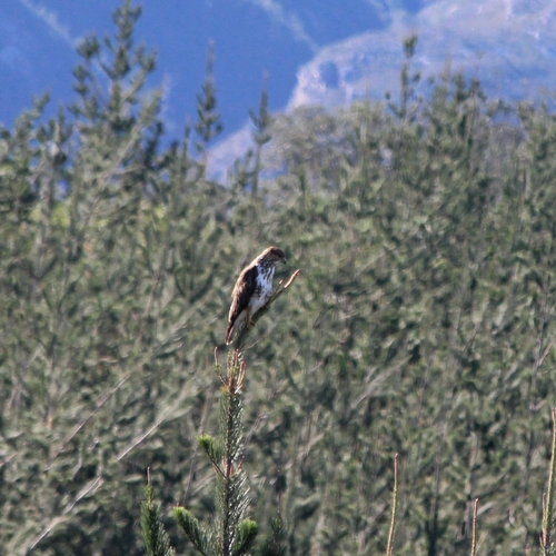 Forest Buzzard (Buteo trizonatus), photo 6