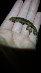 Anolis antonii