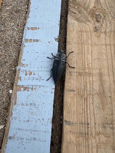 Chalcophora detrita