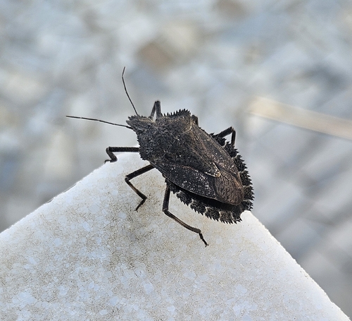 Mediterranean Spiny Stink Bug