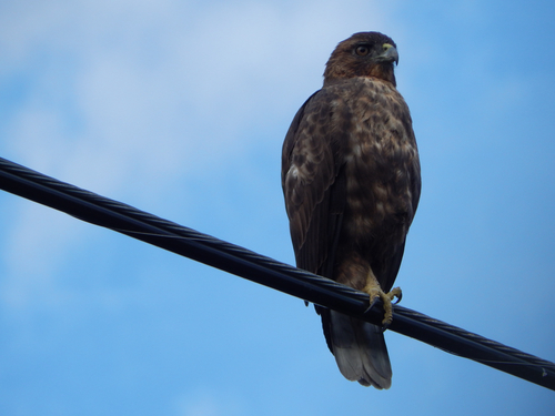 Buteo solitarius observed 2025-12-30