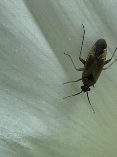 Common Nettle Flower Bug photo 2