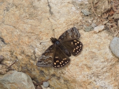 Erynnis montanus