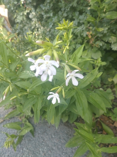 common soapwort