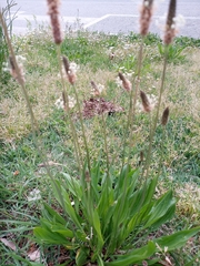 Plantago lanceolata