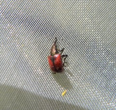 Tatianaerhynchites aequatus