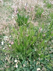 Plantago lanceolata