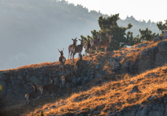 Cervus elaphus brauneri