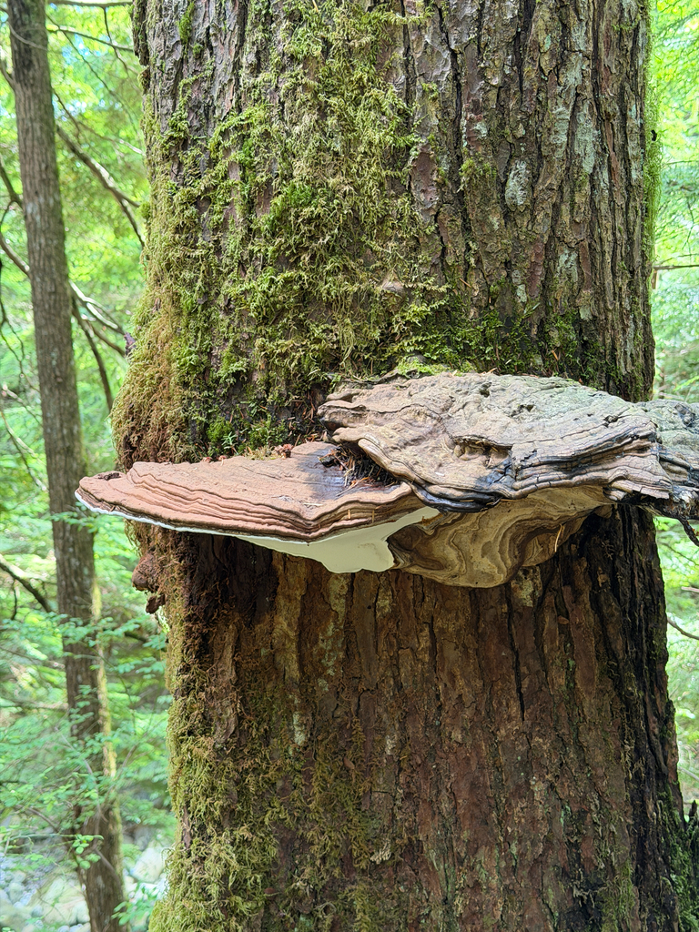 artist's bracket · July 2026 · photo: Photo: no rights reserved · iNaturalist