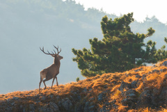 Cervus elaphus brauneri