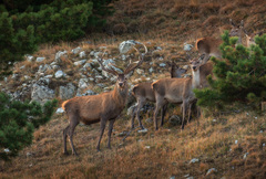 Cervus elaphus brauneri