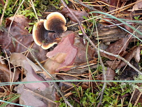 Żagwiowce