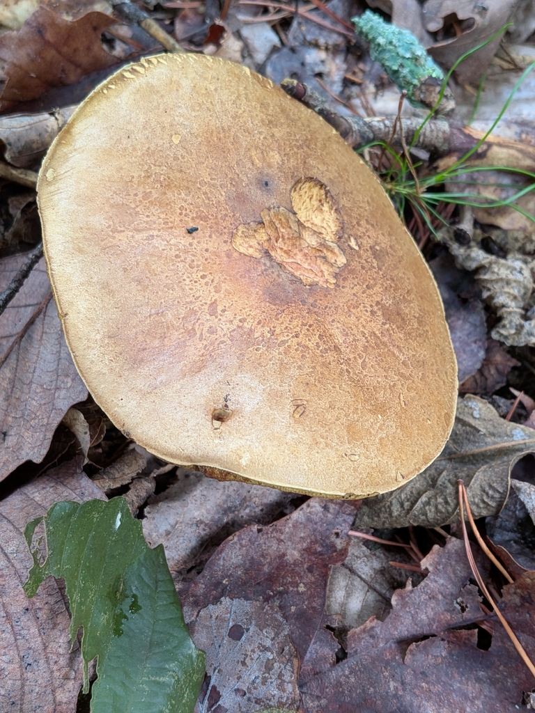 Boletus vermiculosoides · July 2026 · photo: Photo: no rights reserved · iNaturalist